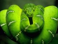 pic for snake green